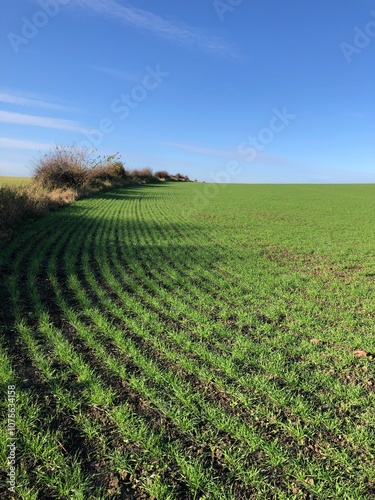 A field of winter wheat in early November on a sunny day, North Yorkshire, England, United Kingdom