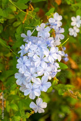 Blue jasmine flower, Scientific name; plumbago capensis