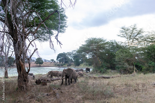 Photography herd of elephants