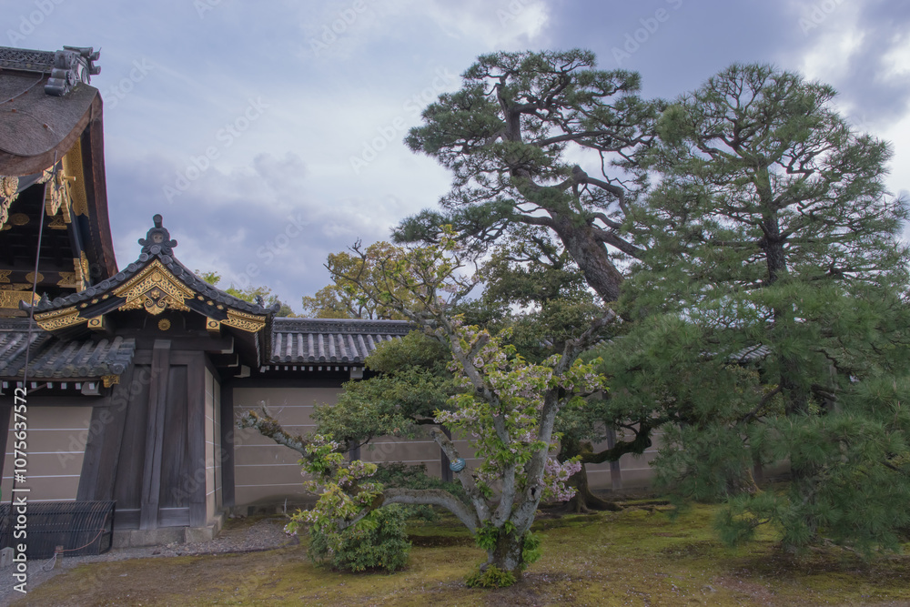 Obraz premium Nijo Castle - A Majestic Symbol of Japan’s Feudal Legacy. Taken in Japan, Kyoto, 04.2024.