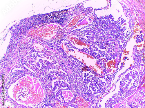 Microscopic Tissue Analysis with Staining