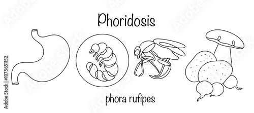 Phoridosis