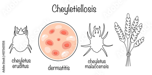 Cheyletiellosis