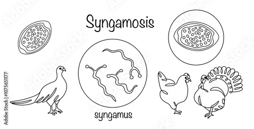 Syngamosis