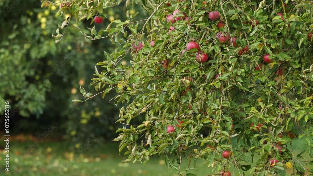 Close-up of a lush apple tree with ripe red apples swaying gently in the breeze. Close-up of a lush apple tree with ripe red apples swaying gently in the breeze.