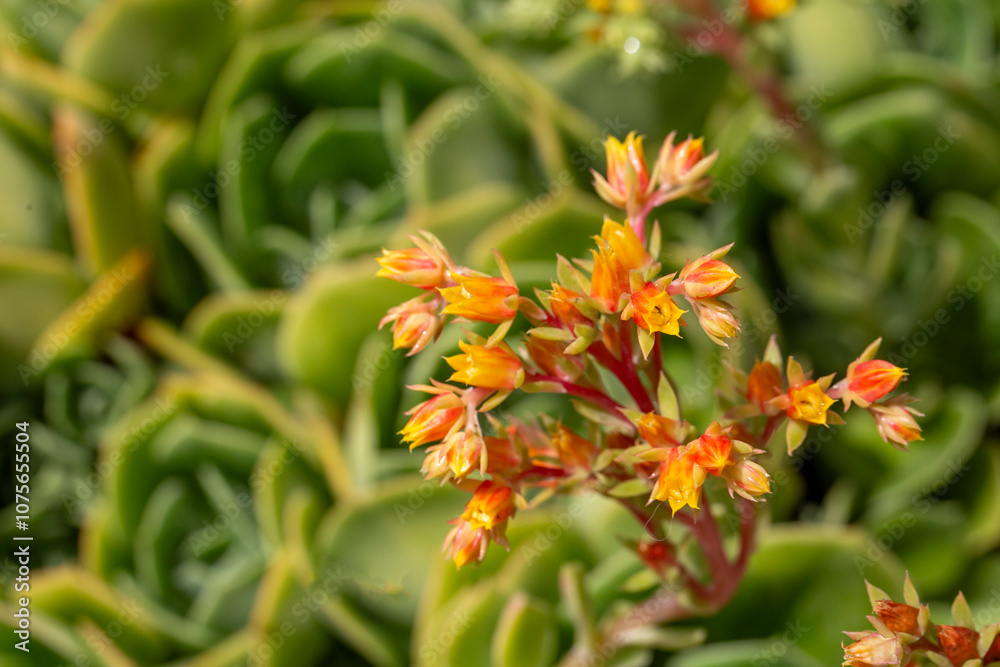 Echeveria elegans succulent in bloom with orange flowers. Echeveria elegans succulent in bloom with orange flowers.
