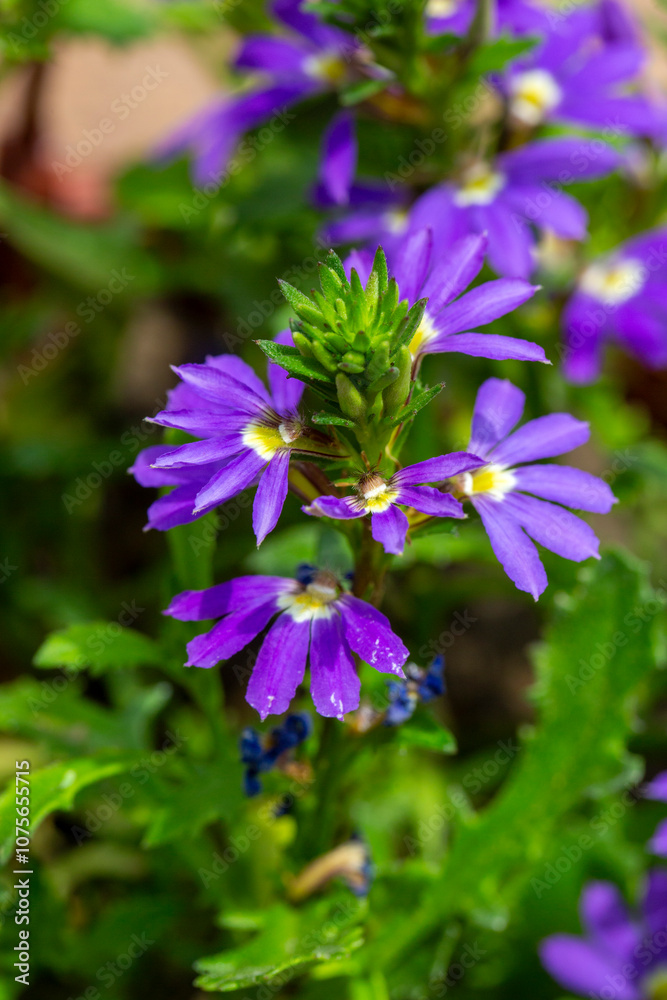 Purple flowers of Scaevola Aemula, Lobelia Aemula, in the garden. It is a small shrub in the family Goodeniaceae. Purple flowers of Scaevola Aemula, Lobelia Aemula, in the garden. It is a small shrub in the family Goodeniaceae.