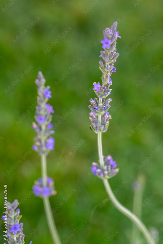 Obraz premium Lavender field in sunlight,Provence, image of lavender field.
