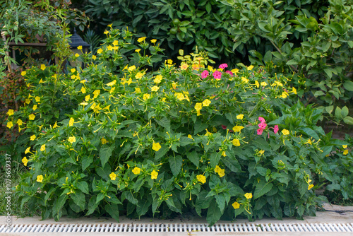 Evening primrose (Mirabilis jalapa) is a perennial ornamental plant species from the Nyctaginaceae family.