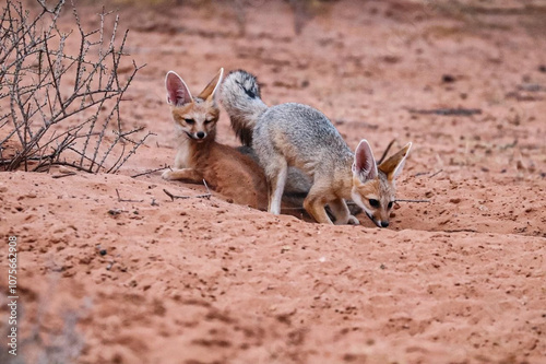 Baby Cape Fox pups playing and digging sand in the Kalahari Desert