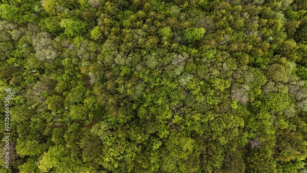 Aerial view of trees Aerial view of trees