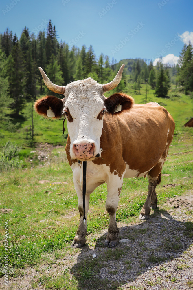Fleckvieh Cow in Austria. Vertical Portrait of Brown and White Cattle in Sunny Alps. Standing Alpine Animal in Europe during Summer. Fleckvieh Cow in Austria. Vertical Portrait of Brown and White Cattle in Sunny Alps. Standing Alpine Animal in Europe during Summer.