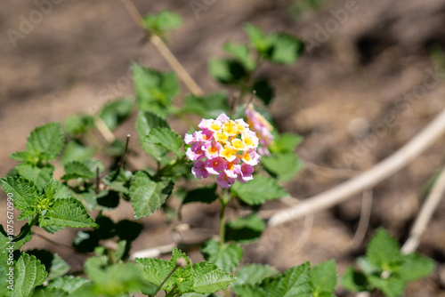 Planta lantana en Jardin Bótanico de Córdoba photo