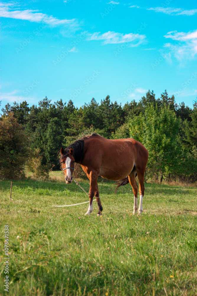 A majestic horse grazing peacefully in a meadow, surrounded by lush greenery with a forest in the background. A serene, natural scene that embodies freedom, tranquility, and the beauty of wildlife A majestic horse grazing peacefully in a meadow, surrounded by lush greenery with a forest in the background. A serene, natural scene that embodies freedom, tranquility, and the beauty of wildlife
