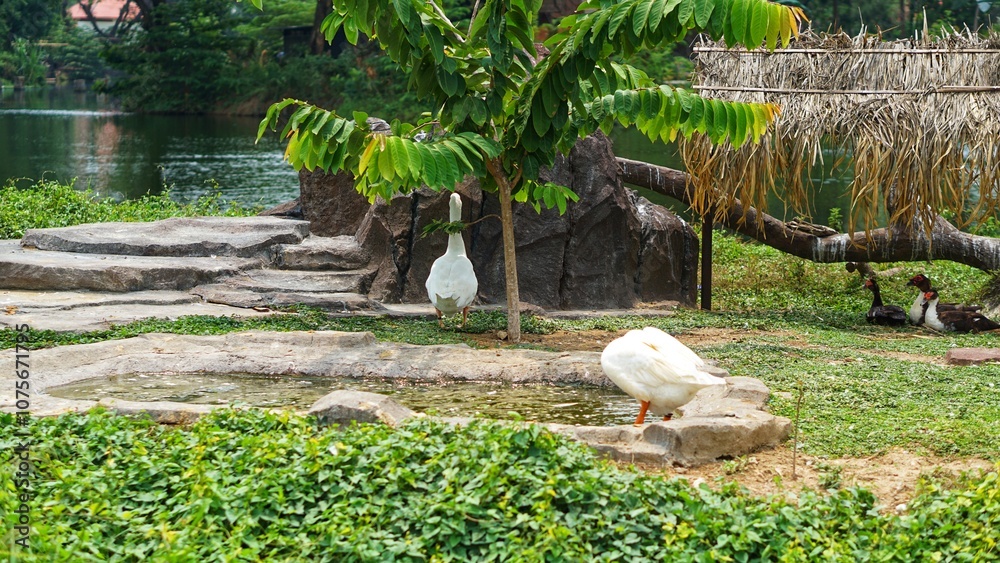 Portrait of beautiful white swan or Cygnus olor swimming in the lake during the day. Portrait of beautiful white swan or Cygnus olor swimming in the lake during the day.