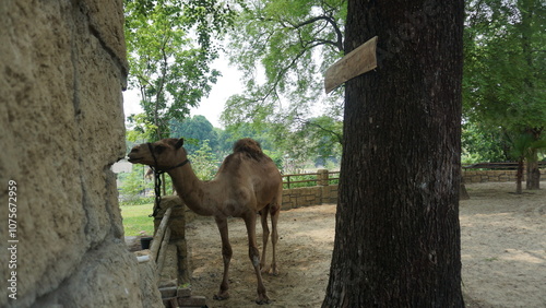 A camel (Camelus dromedarius)
 in the Solo Safari Zoo park from Arabia is resting in its shelter. photo