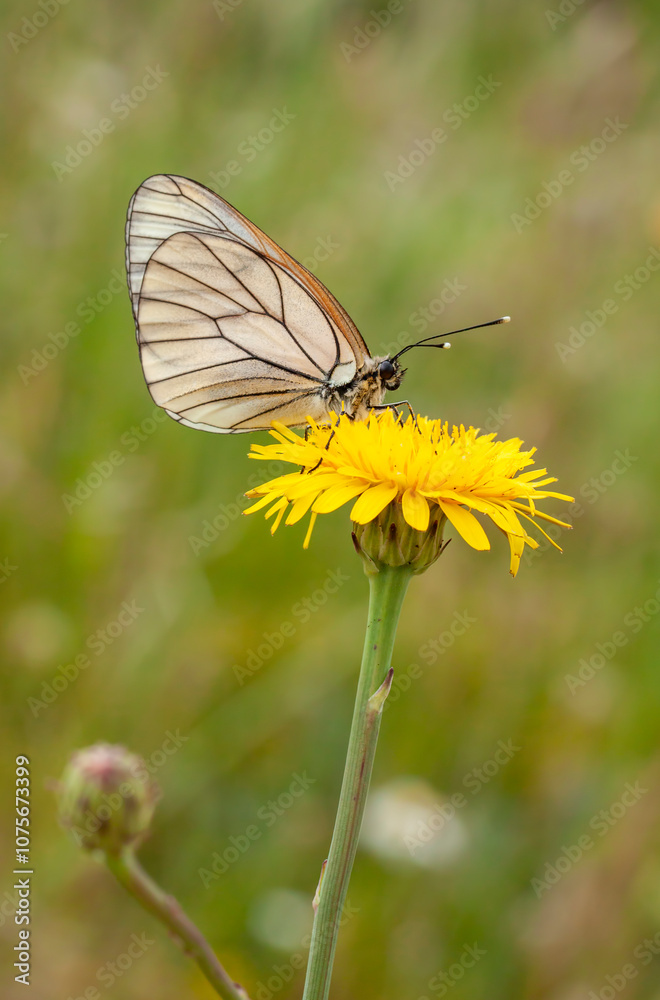 Butterfly - Aporia crataegi - on the flower Butterfly - Aporia crataegi - on the flower