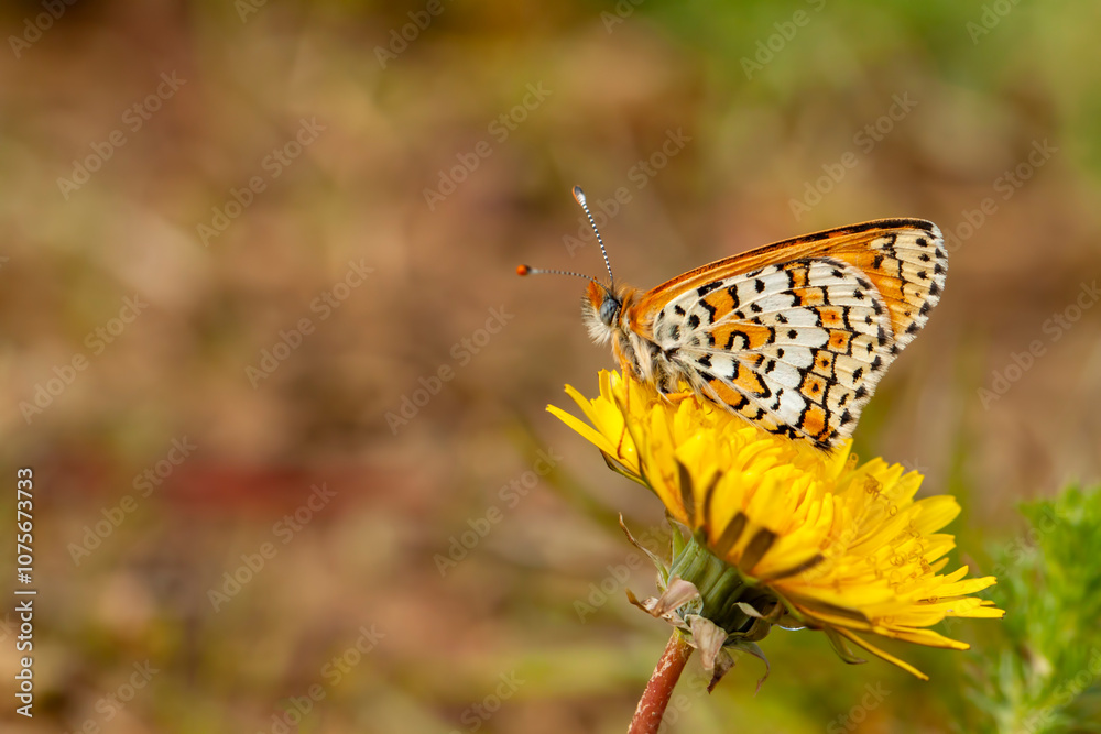 Glanville Fritillary - Melitaea cinxia - butterfly Glanville Fritillary - Melitaea cinxia - butterfly