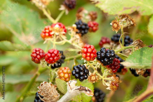 Rubus caesius is a species from the Rosaceae family.