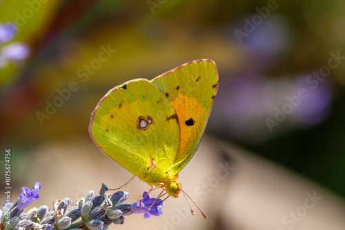 Принти на полотні Yellow magnificence (Colias croceus), this butterfly with autumn colors