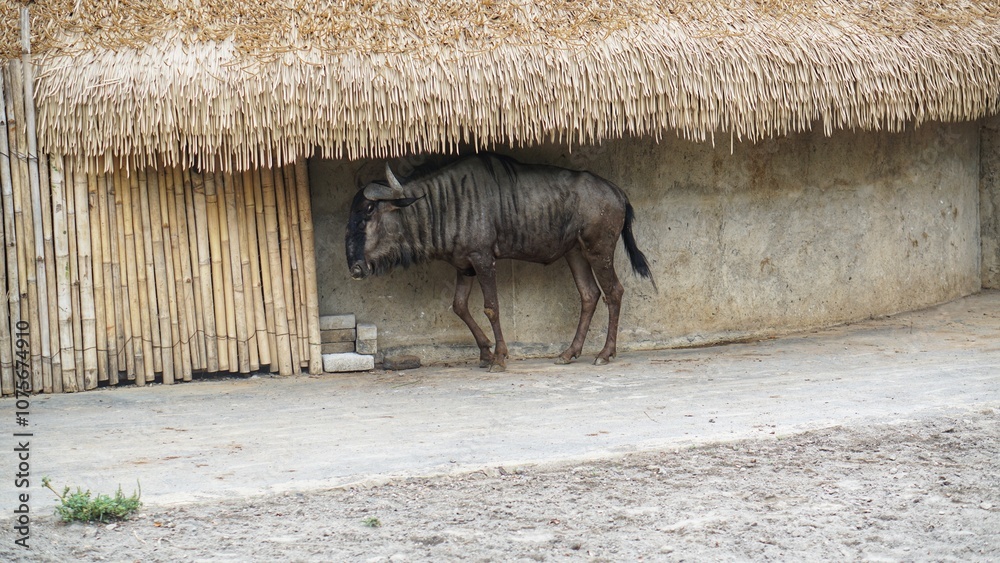 Fototapeta premium Wildebeests (Connochaetes taurinus) Walking in the grassland, Taman Solo Safari Zoo, Surakarta. Indonesia