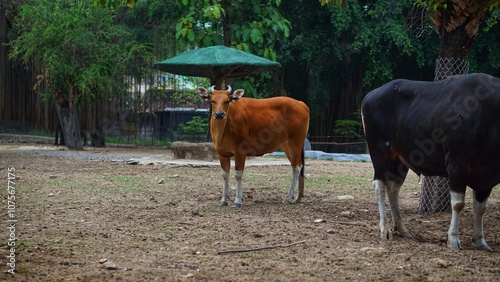 Javanese bull (Bos javanicus) at the Solo Safari Zoo, Surakarta City, Indonesia.	 photo