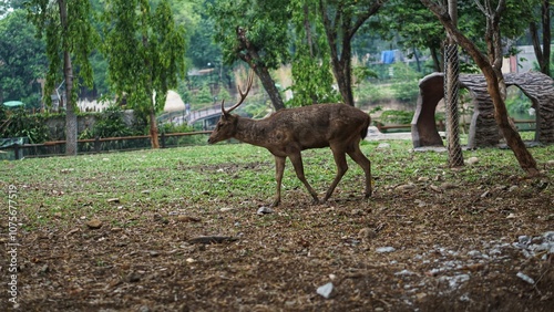 A Bawean deer or Hyelaphus kuhlii
are playing
at the Solo Safari Zoo, Surakarta City, Indonesia. photo