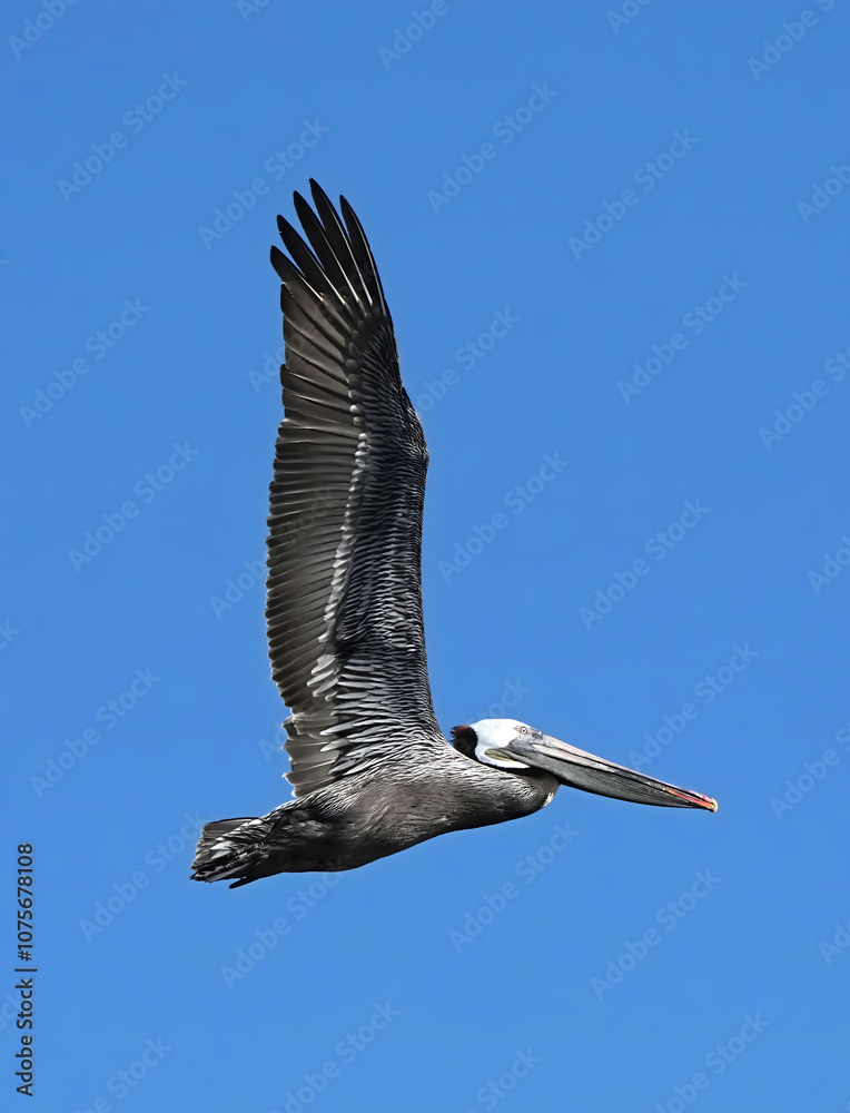 Obraz premium Brown Pelican