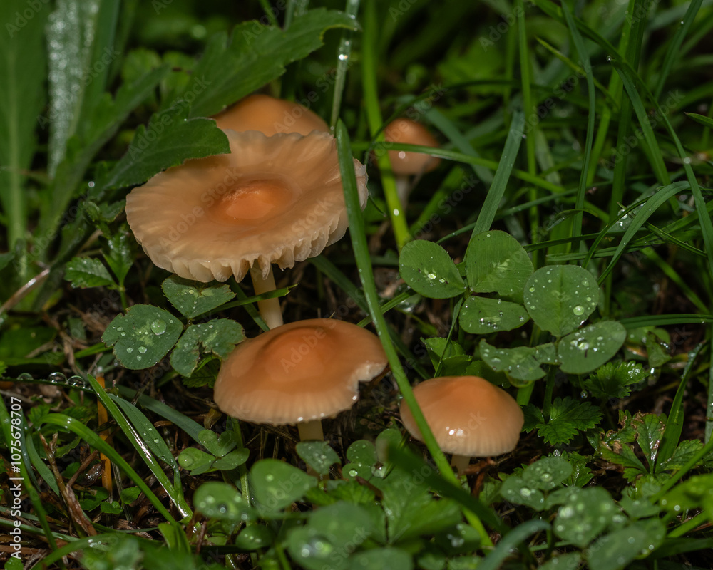A close-up view of small orange mushrooms emerging from the wet, dew-covered grass, capturing the essence of a moist, verdant forest floor