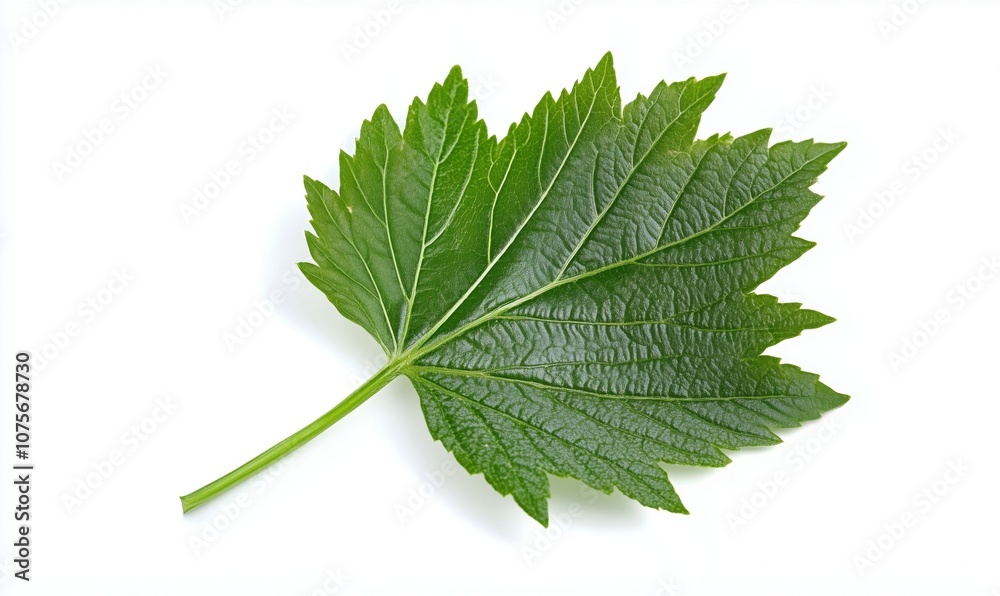 Fototapeta premium Green leaf with detailed texture and vibrant color