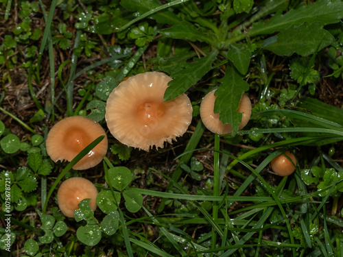 A close-up view of small orange mushrooms emerging from the wet, dew-covered grass, capturing the essence of a moist, verdant forest floor photo