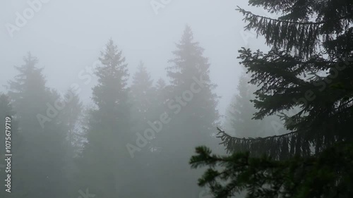 mountain forest with fog and mist