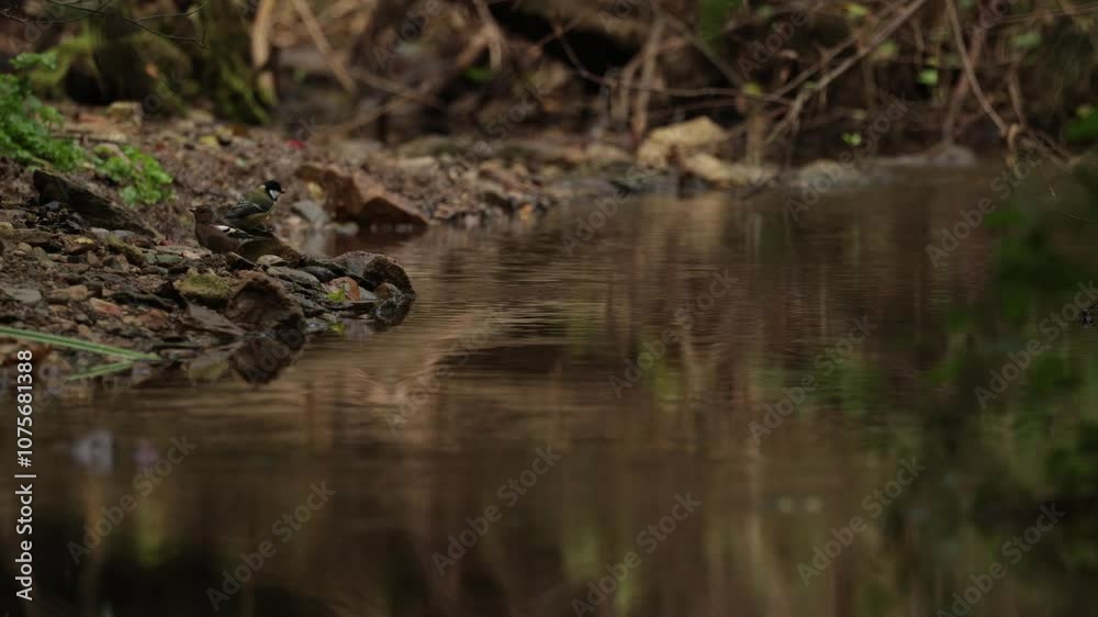 view of a tranquil creek surrounded by forest floor, with small birds arriving to drink and bath view of a tranquil creek surrounded by forest floor, with small birds arriving to drink and bath