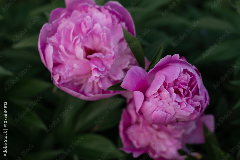 Delicate Pink Peonies Blooming in Lush Green Garden During Late Spring Afternoon Delicate Pink Peonies Blooming in Lush Green Garden During Late Spring Afternoon