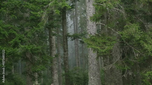 forest trees mountain mist fog