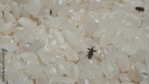 Sitophilus conicollis (rice weevil) on rice. photo