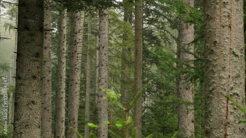 forest trees mountain mist fog forest trees mountain mist fog