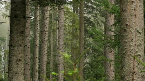 forest trees mountain mist fog