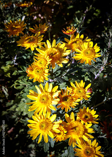 November Chrysanthemums 6