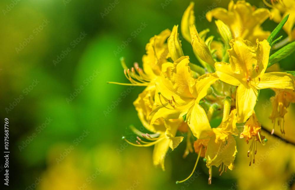 yellow rhododendron blooms in the Botanical garden
yellow rhododendron blooms in the Botanical garden