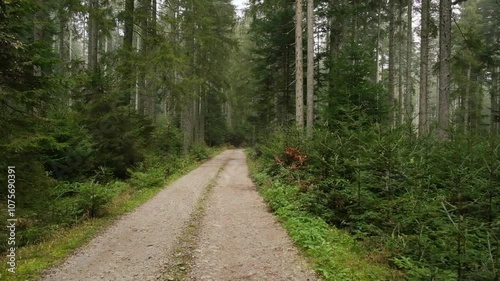 road track in forest with fog mist