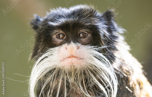 Canvas Print Adorable Emperor Tamarin the mustache monkey at the zoo
