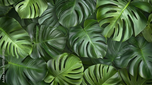 Lush Monstera Leaves, a vibrant arrangement of large, glossy monstera leaves overlapping, creating a rich green texture ideal for an exotic backdrop or design element