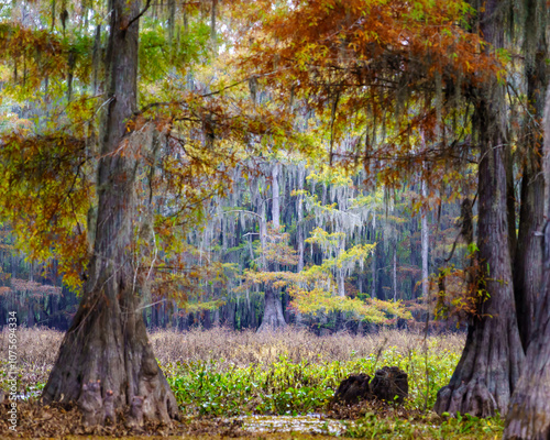autumn at Caddo Lake