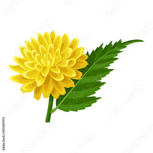 Illustration of kerria japonica or Japanese kerria, isolated on white background.