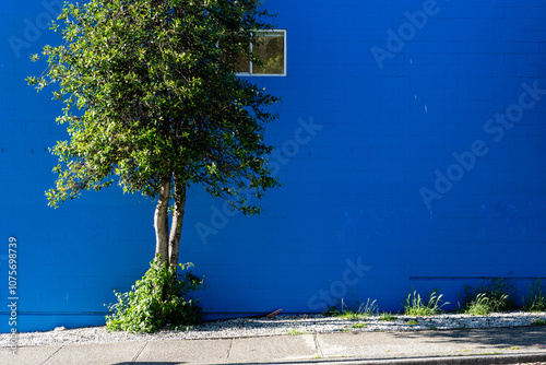 Minimalist photo of a vibrant blue wall and a lush green tree in the foreground city street view