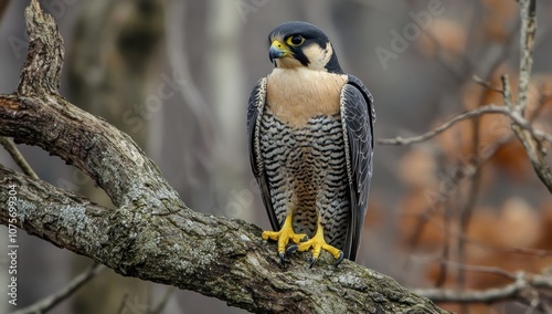 A Peregrine Falcon perched on a branch in a forest photo