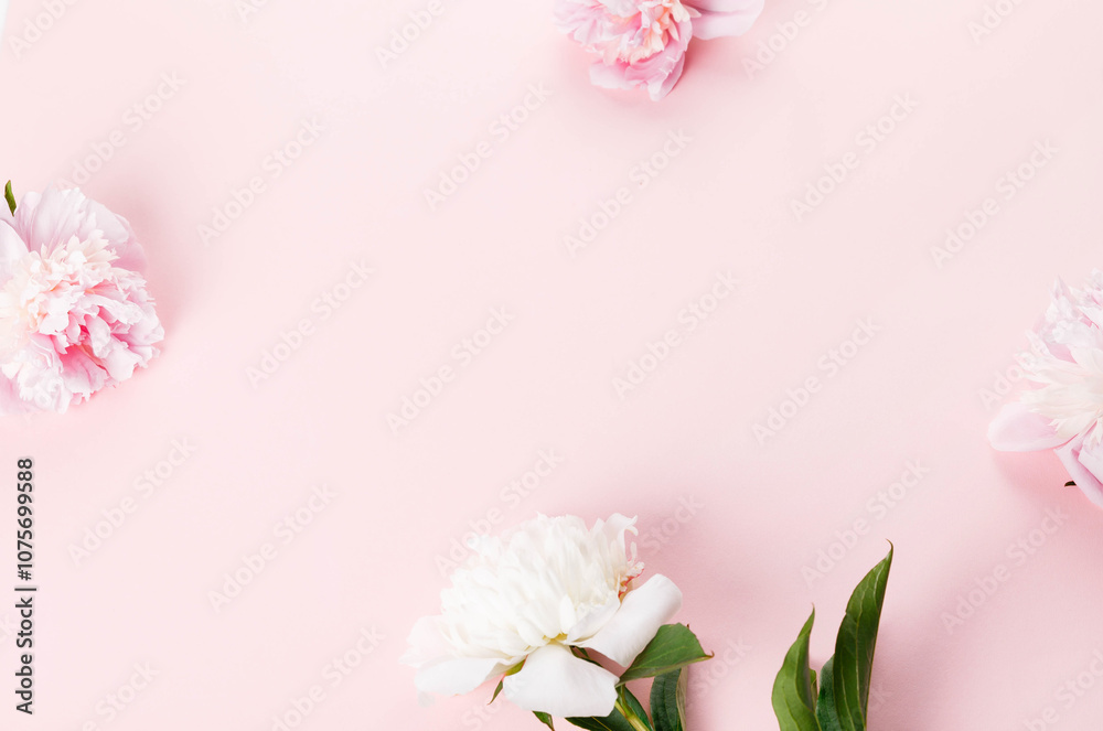 Romantic composition, delicate white peonies flowers close-up. Fragrant pink petals. Beauty, wedding, mothers day concept Romantic composition, delicate white peonies flowers close-up. Fragrant pink petals. Beauty, wedding, mothers day concept