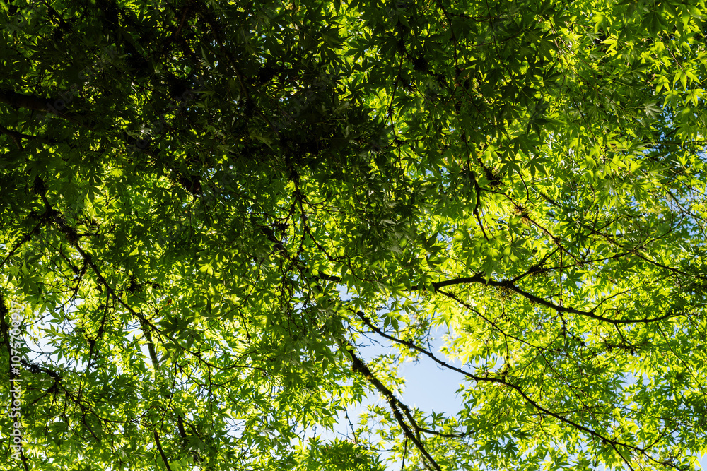 tree brunches with bright green leaves looking up background tree brunches with bright green leaves looking up background