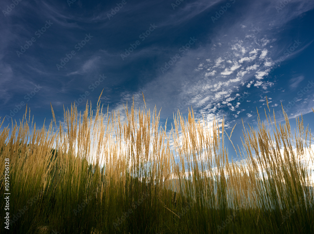 grass and sky grass and sky